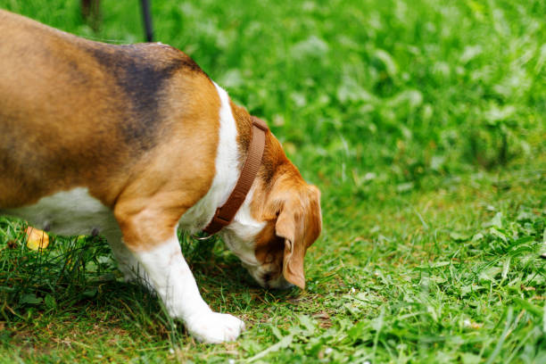 istock The hunting dog sniffs the grass, the old beagle is on a walk. 1434124552