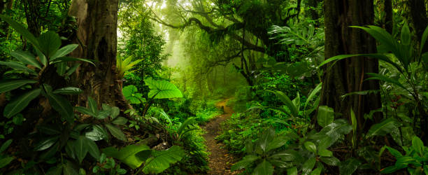forêt tropicale en amérique centrale - forêt tropicale humide photos et images de collection