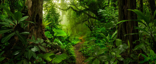 Rain forest in Central America Rain forest in Central America tropical rainforest stock pictures, royalty-free photos & images