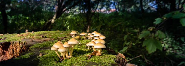 piccoli funghi o hypholoma su vecchio tronco d'albero nella foresta oscura. - moss fungus macro toadstool foto e immagini stock