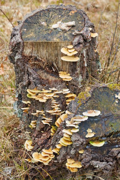 Trichaptum. Classifying fungi is notoriously difficult and molecular studies were required to confirm that this genus belongs in the order Hymenochaetales. Trichaptum. The fungi genus trichaptum was defined (or circumscribed) in 1904 by the American mycologist William Alphonso Murrill. Classifying fungi is notoriously difficult and molecular studies were required to confirm that this genus belongs in the order Hymenochaetales. Once classified under the family Polyporaceae, trichaptum now falls under Incertae sedis. Many of the fungi in this genus live on rotting wood sponger stock pictures, royalty-free photos & images