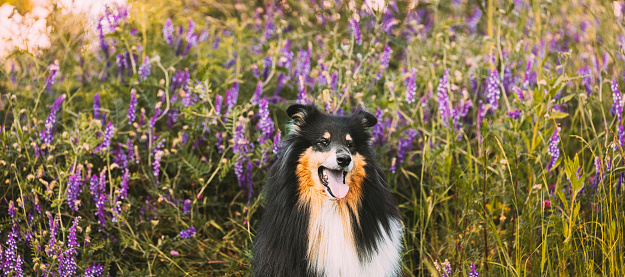 Tricolor Rough Collie, Funny Scottish Collie, Long-haired Collie, English Collie, Lassie Dog Sitting In Green Summer Meadow Grass With Purple Blooming Flowers. Panorama, Panoramic View. Summertime. Summertime Background.