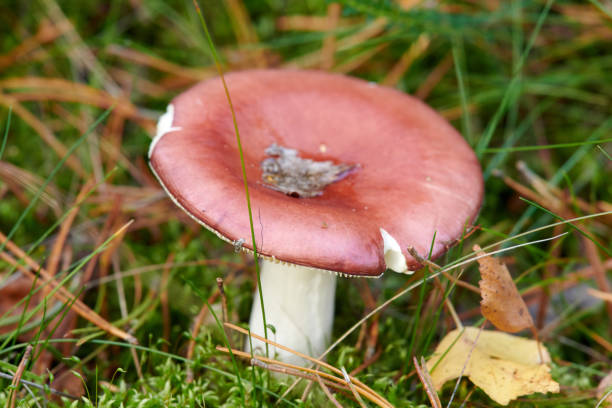 Russulaceae. There are some excellent edible mushrooms in the Russulaceae family, some of which can even be eaten raw. However, the family also includes inedible mushrooms, which can cause gastrointestinal upset. What's more, there are also some deadly toxic species in the Russulaceae family, such as *Russula subnigricans*. Ingestion of *Russula subnigricans* can cause very severe rhabdomyolysis, and this mushroom is a major culprit in mushroom poisoning in China and Japan. When you find these mushrooms, do not collect or eat them at random. If you experience discomfort after ingesting them, seek medical help as soon as possible. russulaceae. hay algunos excelentes hongos comestibles en la familia russulaceae, algunos de los cuales incluso se pueden comer crudos. sin embargo, la familia también incluye hongos no comestibles, que pueden causar malestar gastrointestinal.