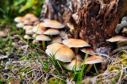 Hymenogastraceae, Its most famous species is Hypholoma fasciculare. The hemispherical cap can reach 6 cm diameter. It is smooth and sulphur yellow with an orange-brown centre and whitish margin. The crowded gills are initially yellow but darken to a distinctive green colour as the blackish spores develop on the yellow flesh. It has a purple brown spore print. The stipe is up to 10 cm tall and 1 cm wide, light yellow, orange-brown below, often with an indistinct ring zone coloured dark by the spores. The taste is very bitter, though not bitter when cooked, but still poisonous.