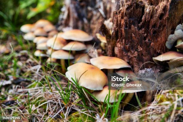 The Hymenogastraceae Are A Family Of Fungi In The Order Agaricales With Both Agaric And Falsetruffle Shaped Fruitbodies Stock Photo - Download Image Now