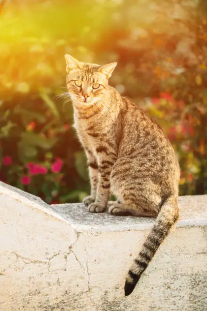 Photo of Gorgeous homeless Cat Outdoor Portrait In Sunny Day. Close Up stray cat. Portrait Of Homeless Gray Cat Sitting Outdoor In Street