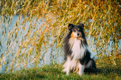 Tricolor Rough Collie, Funny Scottish Collie, Long-haired Collie, English Collie, Lassie Dog Sitting Outdoors In Summer Day. Portrait.