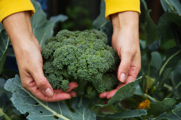 istock A woman harvests broccoli in her garden. 1434129432