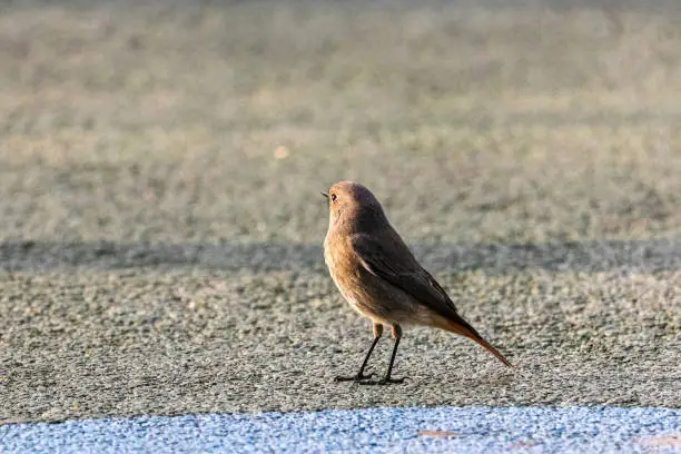 Photo of female Black Redstart on a public playground