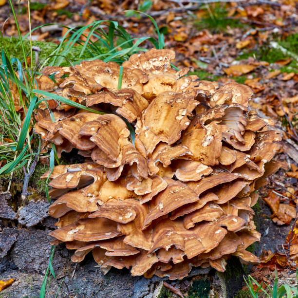 Meripilaceae. Meripilus giganteus is a polypore fungus in the family Meripilaceae. Its most famous species is Grifola frondosa. G. frondosa grows from an underground tuber-like structure known as a sclerotium, about the size of a potato. The fruiting body, occurring as large as 1 m, is a cluster consisting of multiple grayish-brown caps which are often curled or spoon-shaped, with wavy margins and 2 to 8 cm broad. The undersurface of each cap bears about one to three pores per millimeter, with the tubes rarely deeper than 3 mm. The milky-white stipe (stalk) has a branchy structure and becomes tough as the mushroom matures. meripiláceas. meripilus giganteus es un hongo poliporoso de la familia meripilaceae. su especie más famosa es grifola frondosa. g. frondosa crece a partir de una estructura subterránea similar a un tubérculo conocida como esclerocio, aproximadamente de