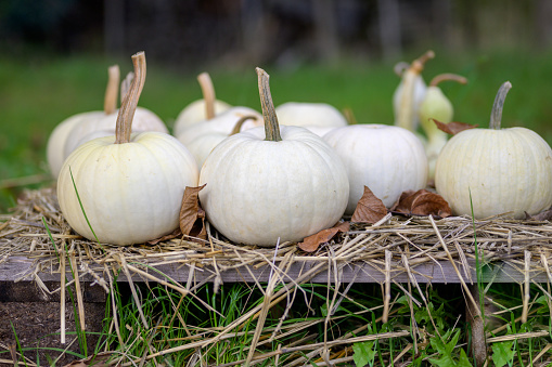 Various white pumpkins on a wooden pallet laid out with straw in autumn
