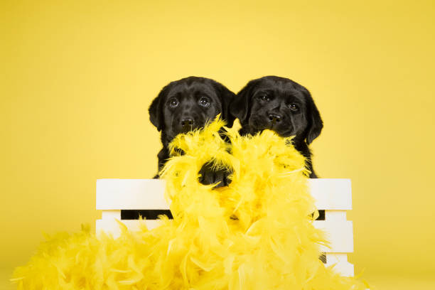 Pure White Labrador Puppies\nPart of a Series from Birth to 7 Weeks Old