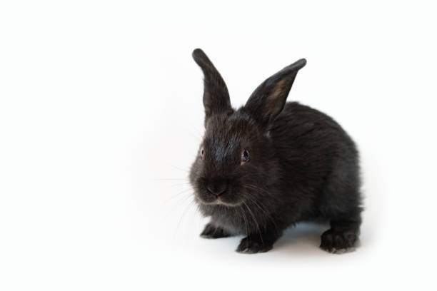 istock One little black rabbit isolated on a white background. 1434133185