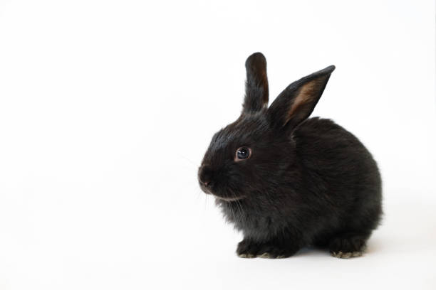 istock One little black rabbit isolated on a white background. 1434133190