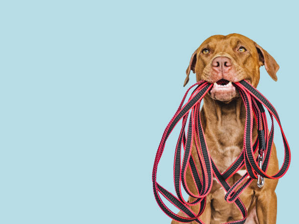 istock Lovable puppy holding a leash in his mouth 1434133211