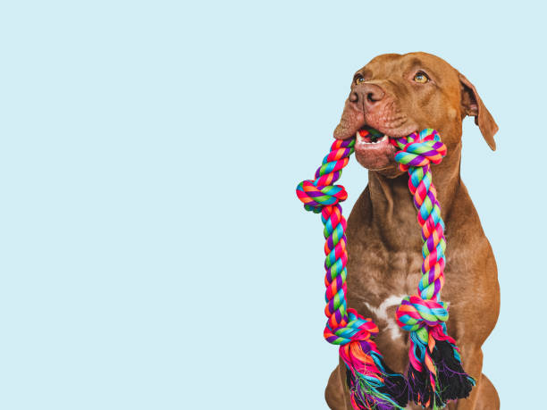 istock Lovable, pretty puppy and play rope. Close-up 1434133301