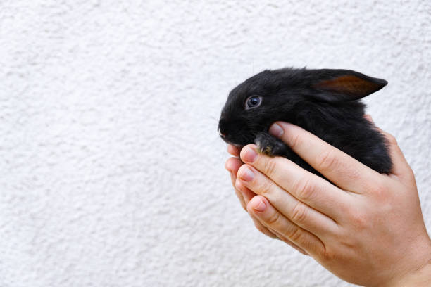 One little black rabbit sits in the man hands isolated on a white background. Hare is a symbol of 2023 year by an Chinese calendar. Cute pet. Easter gift. Farm animals husbandry. Decorative breed.