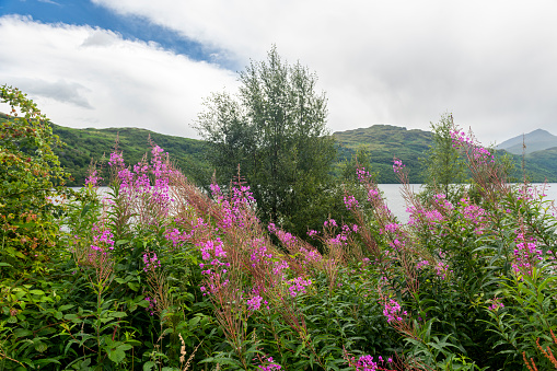 The still waters of Loch Lomond on a summers day in Scotland, UK.