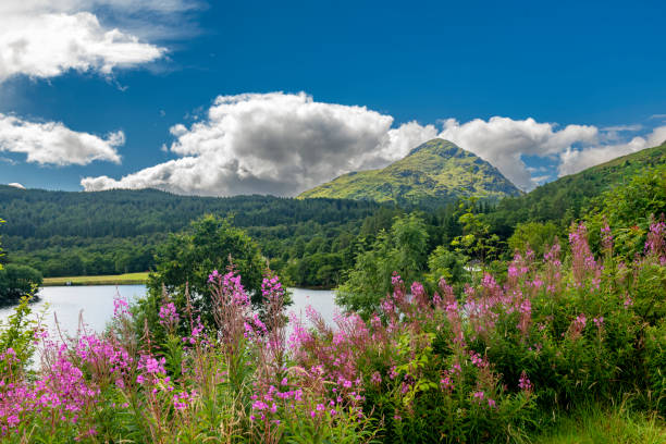 les eaux calmes du loch lomond un jour d’été en écosse, au royaume-uni, vues à travers le feuillage et les fleurs le long de ses rives. - landscape scenics beach uk photos et images de collection