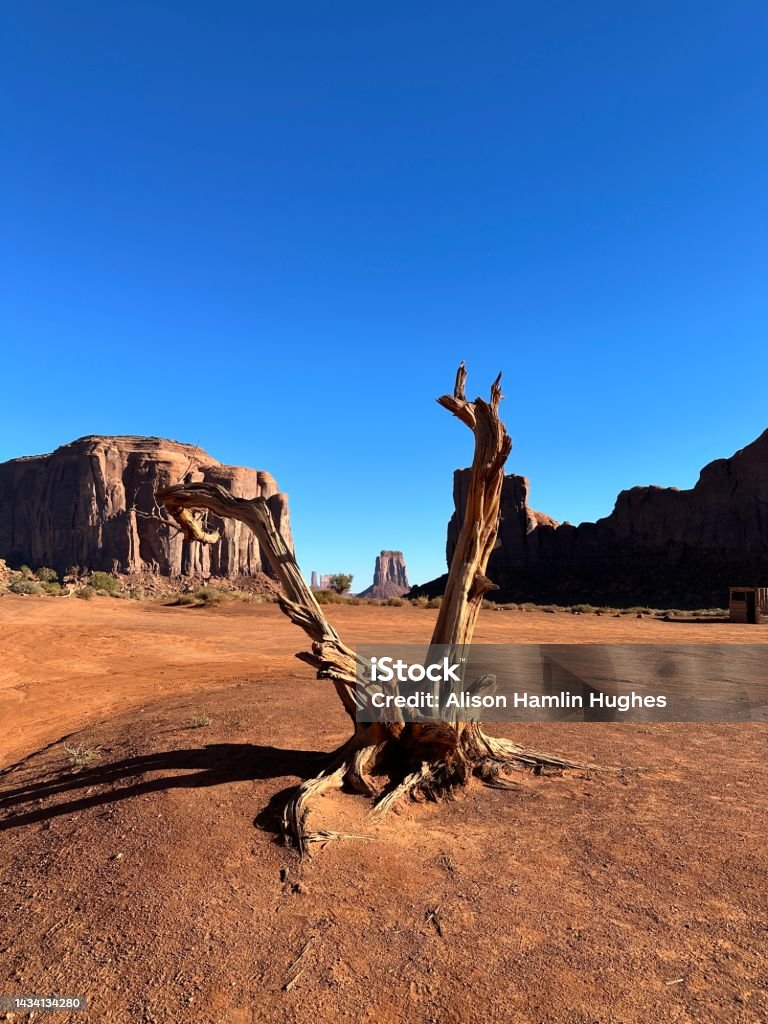 Twisted Desert Tree - Monument Valley Beautiful old dead tree in Monument Valley with Bute in the centre Ancient Stock Photo