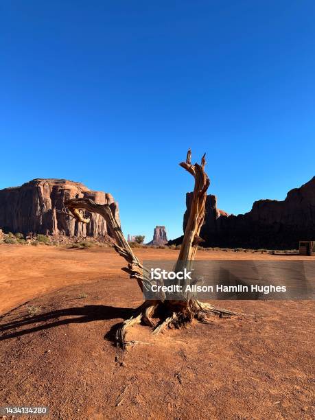 Twisted Desert Tree Monument Valley Stock Photo - Download Image Now - Ancient, Arizona, Blue