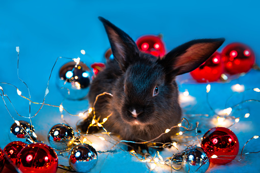 Beautiful black rabbit sits among the garland lights and red Christmas balls. Atmospheric holiday greeting card. Hare is the symbol of 2023 year by the Chinese calendar. New Year mood. Cute bunny pet.