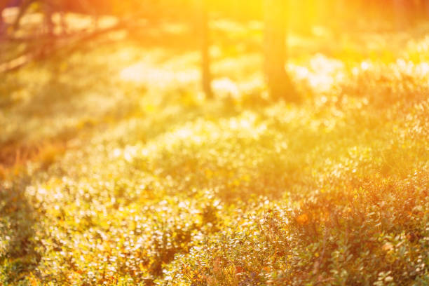 Forest Bushes On Bright Sunny Autumn Day. Forest Bushes Bathed In Sun. Copy Space, Copy-space. Merry Autumn Season.