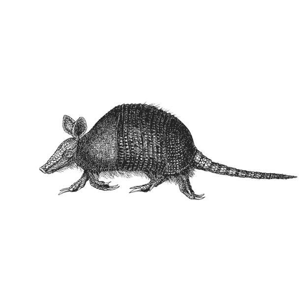 Armadillo, vector sketch, drawn in engraving style Armadillo, vector sketch, drawn in engraving style. Illustration of placental mammal in the order Cingulata. zoology stock illustrations