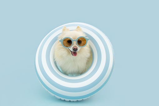 Pomeranian puppy dog banner going on vacations on summer. Inside of an inflatable ring and wearing sunglasses. Isolated on blue pastel background