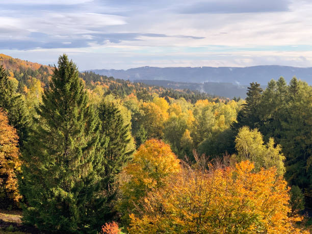 istock Golden autumn forest from a bird's eye view 1434136675