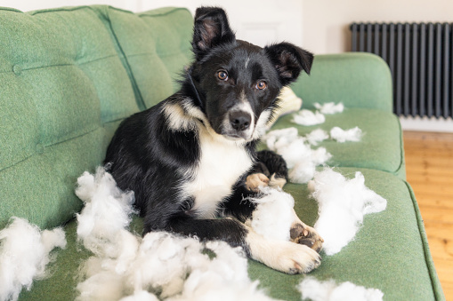 A cute puppy unaware that pulling the stuffing out of living room cushions isn't popular.