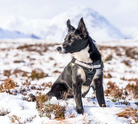 A young Border Collie looking heroic among the snow in Glencoe, Scotland.