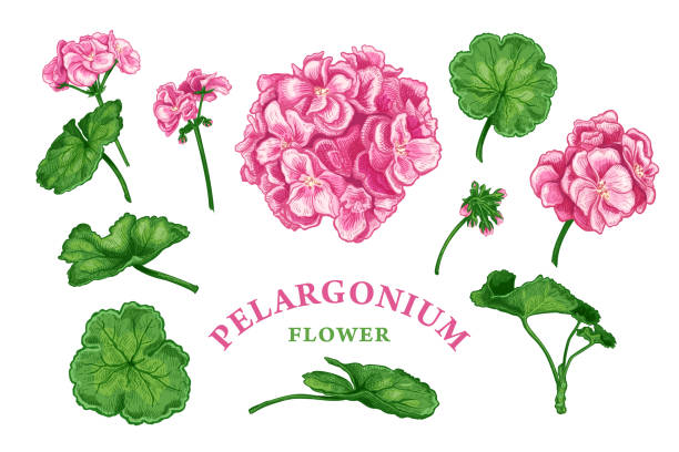 ilustraciones, imágenes clip art, dibujos animados e iconos de stock de pelargonium juego de flores boceto color - geranium flower pink leaf