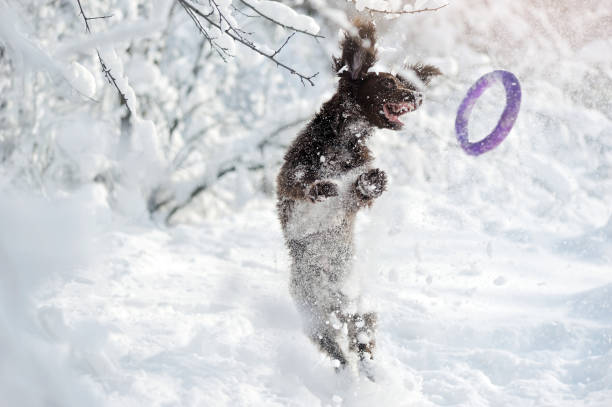 istock English spaniel jumping high to catch a flying toy 1434137190