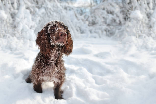 istock Front view of a worker spaniel dog with a snow on his head 1434137194