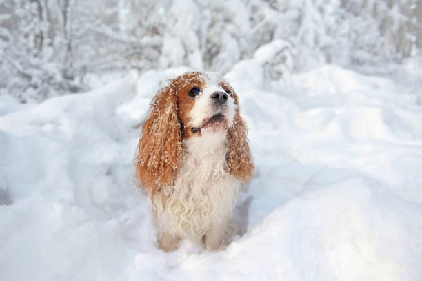 istock Pretty dog walking at the snowy forest 1434137480