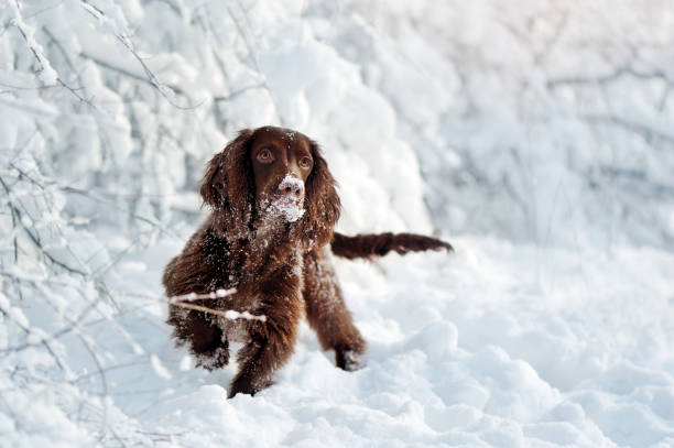 istock Walking english spaniel under the bush covered with snow 1434137751