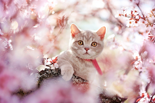 Tabby kitten sitting on the blooming tree branch