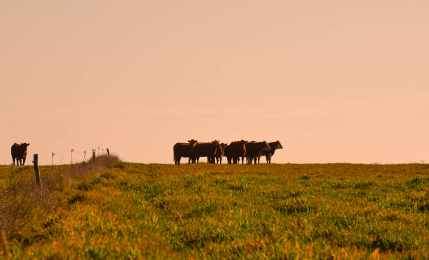 istock Countryside landscape with cows grazing, 1434138289