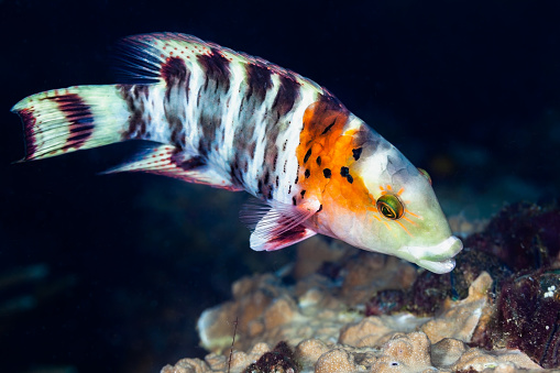 Redbreasted Wrasse Cheilinus fasciatus occurs in the tropical Indo-Pacific from the east coast of Africa and islands of the western Indian Ocean to Micronesia and Samoa and Tonga, north to the Ryukyu Islands, Japan and south to Queensland, Australia in a depth range from 4-60m, but usually not deeper than 40m, max. length 40cm. This specimen was encountered at the Iro Wreck, a 143 meter oil tanker wreck since March 1944, WWII, was ordered by the Japanese Navy during the 1920´s building programs. Although heavily overgrown with black coral and sponges, the torpedo hole is still clearly visible. The wreck sits upright between 15m and 36m of water. The outside of the ship has developed a nice coating of colourful invertebrates, mostly sponges and oysters. Palau 7°17'40.08 N 134°25'15.51 E at 20m depth