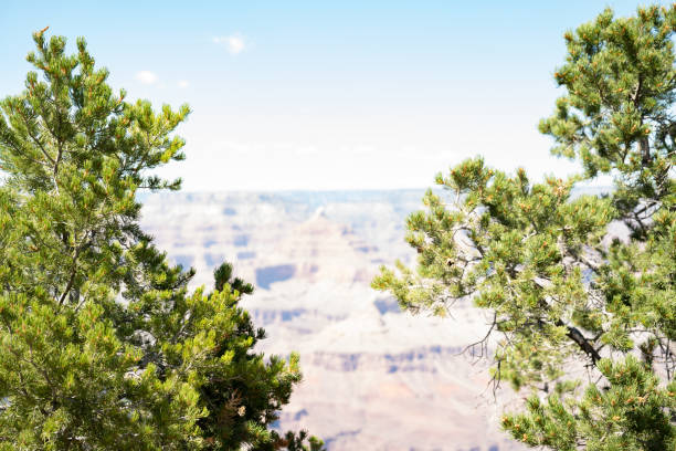 View of the Grand Canyon with pine trees on the rim.