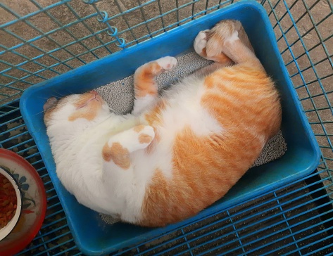 Beautiful Ragdoll kitten lying in a basket