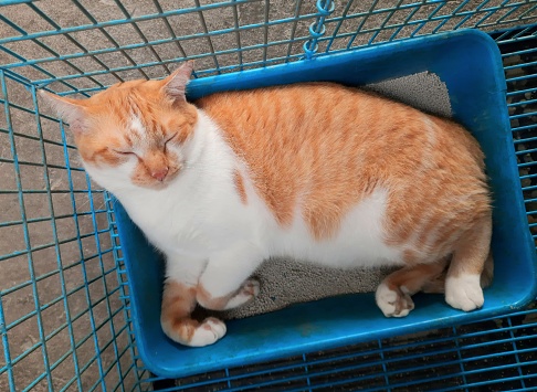 Orange Cat sleeping in litter box - animal behavior.