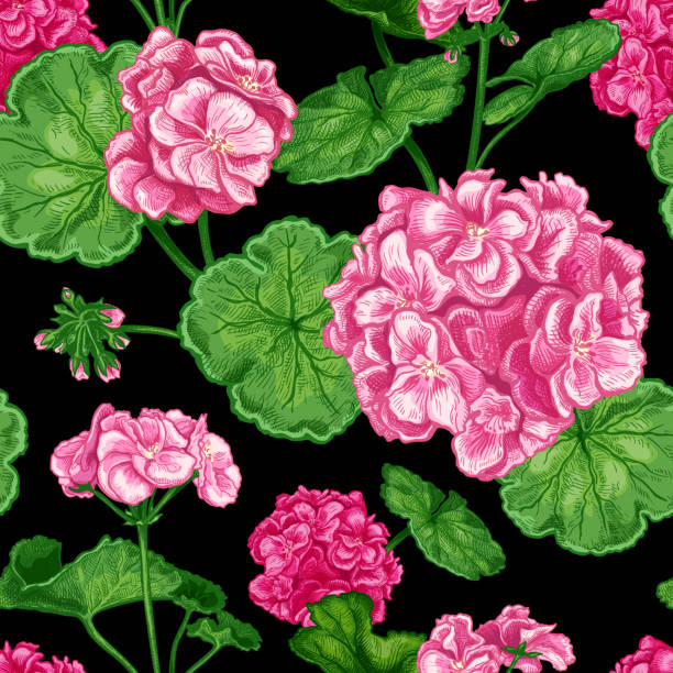 ilustrações de stock, clip art, desenhos animados e ícones de pelargonium flower seamless pattern - leaf black background line art nature