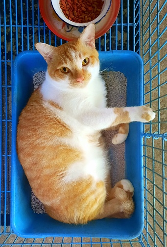 Orange Cat Looking at camera from litter box - animal behavior.