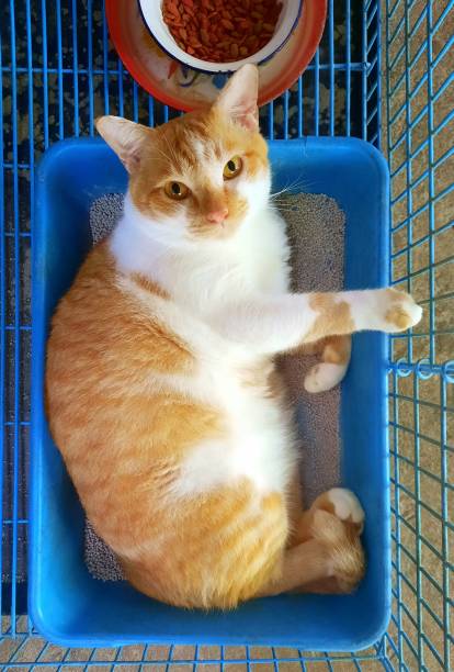 Orange Cat Looking at camera from litter box - animal behavior. stock photo