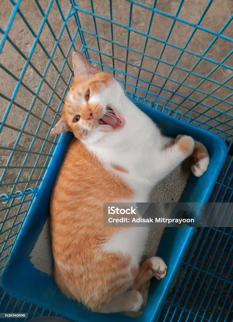 Orange Cat Yawning in litter box - animal behavior. Animal Stock Photo