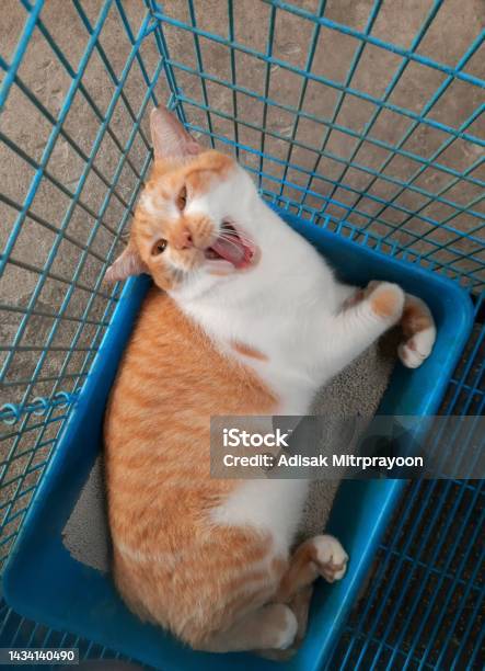 Orange Cat Yawning In Litter Box Animal Behavior Stock Photo - Download Image Now
