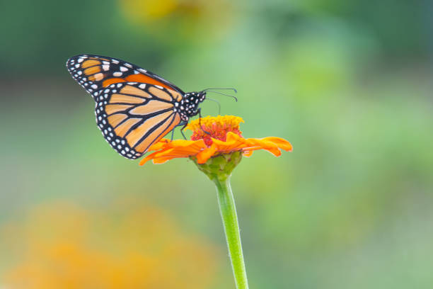 istock Butterfly-orange flower-Howard County Indiana 1434141234