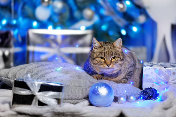 istock Tabby cat laying on the pillow against Christmas tree background 1434141702